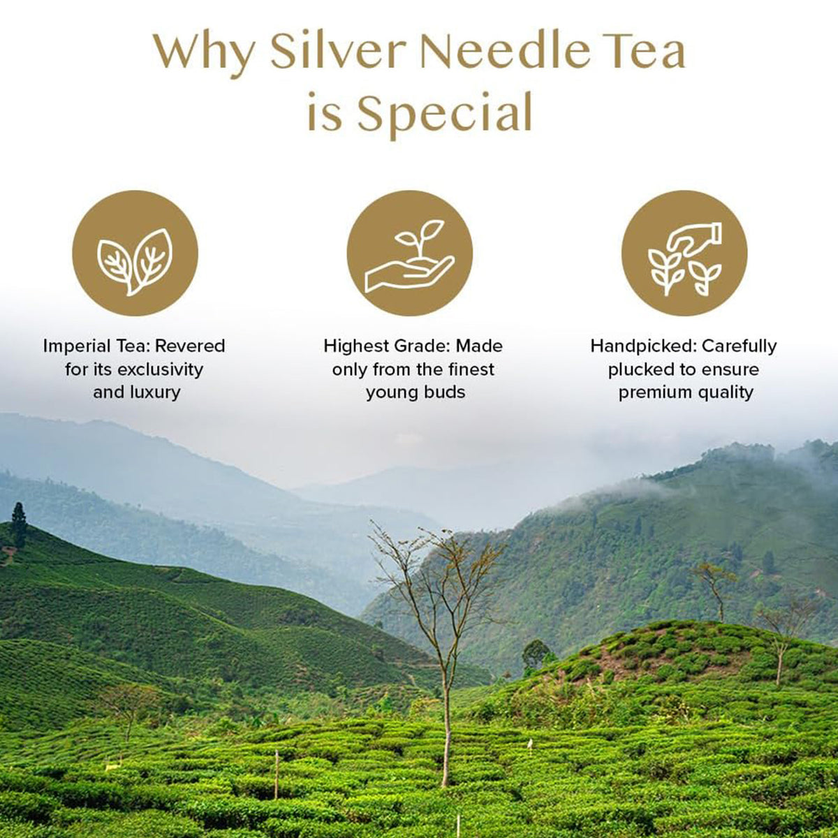 Silver Needle Sparkle White Tea, 1.76oz/50g