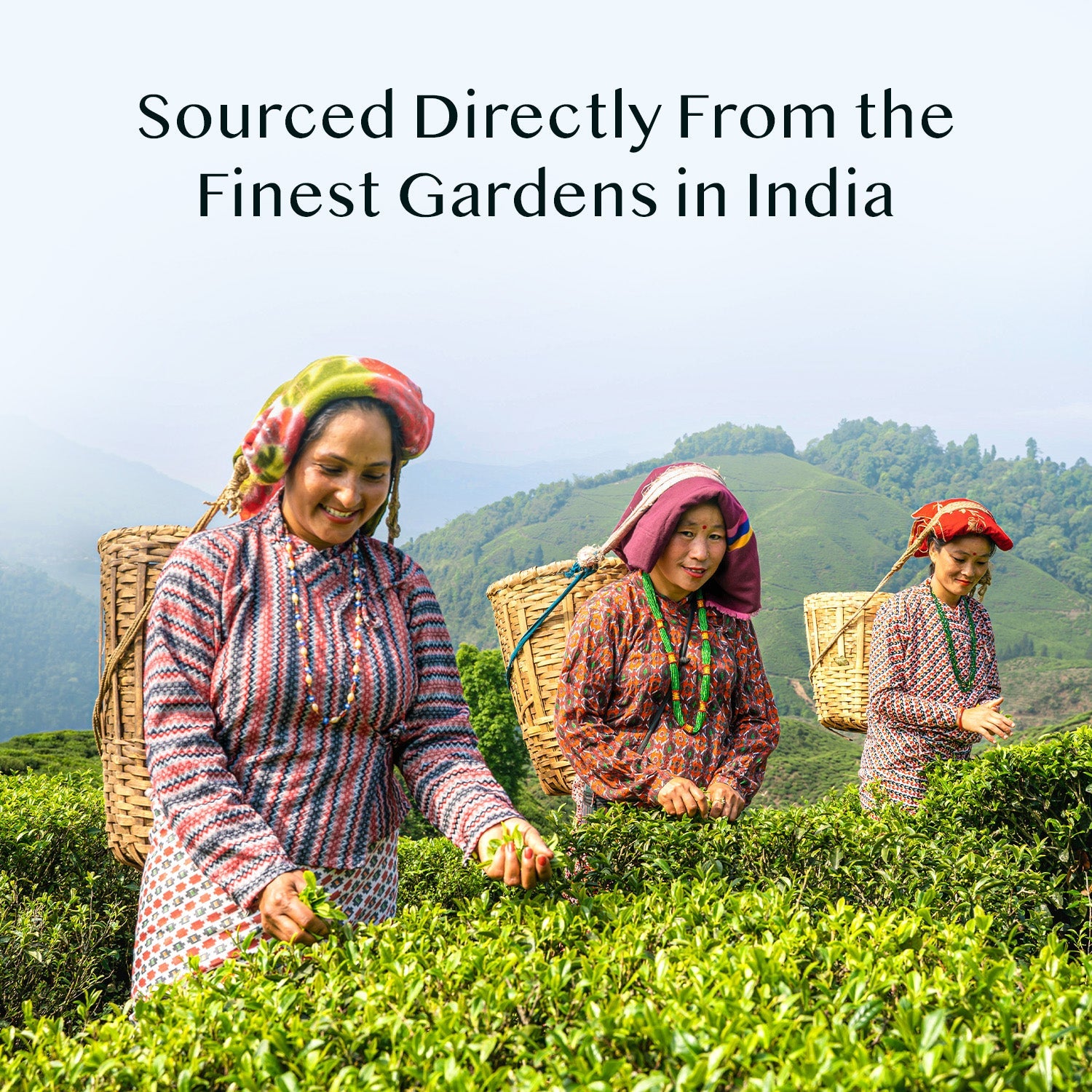 Assam Gold Second Flush Black Tea, 3.53 oz