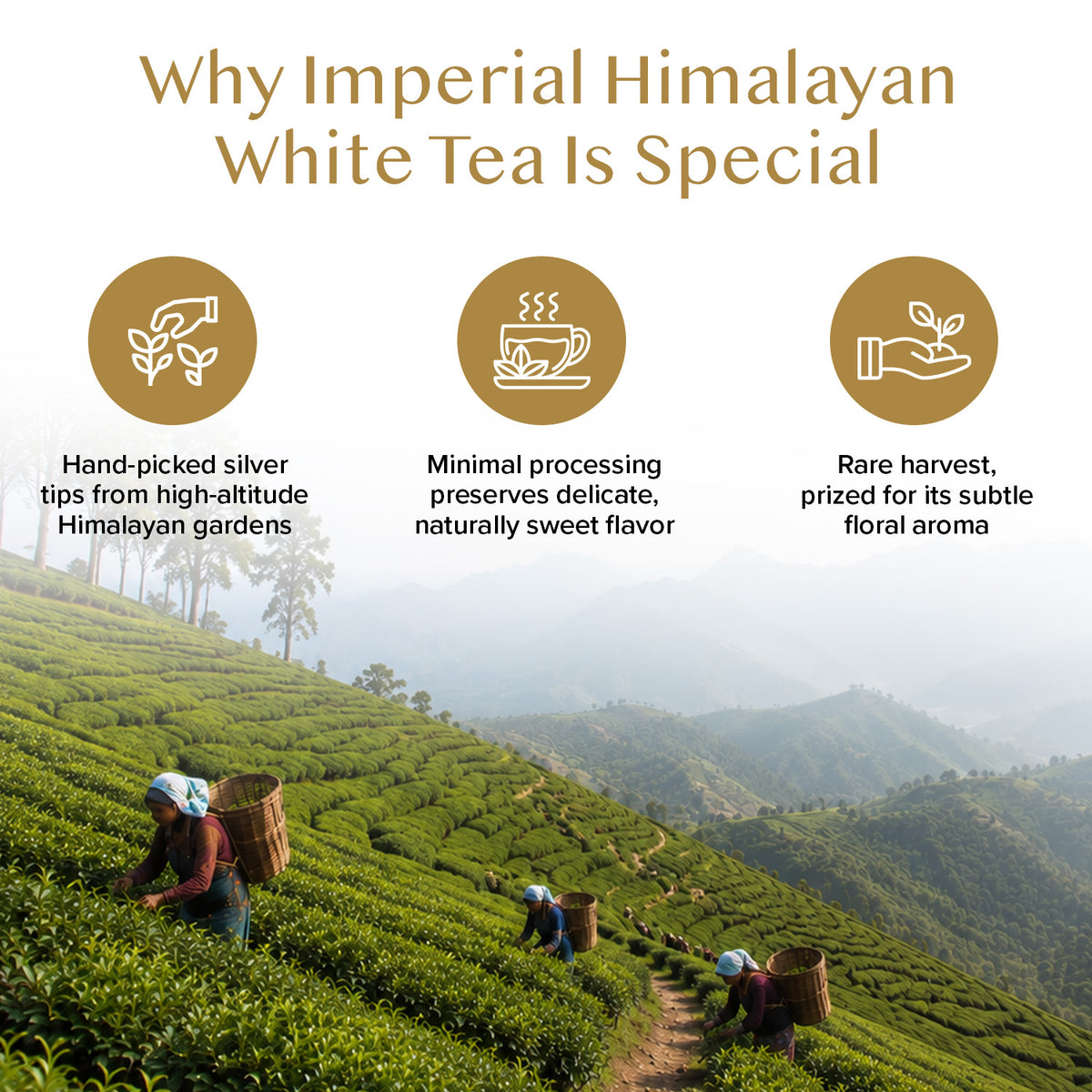 Imperial Himalayan White Tea, 15 Count