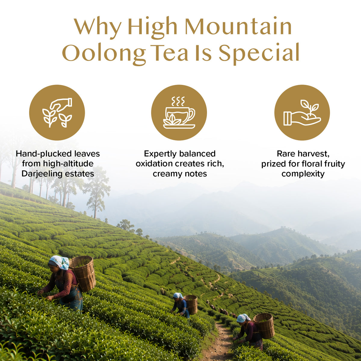 High Mountain Oolong Tea, 100 Count