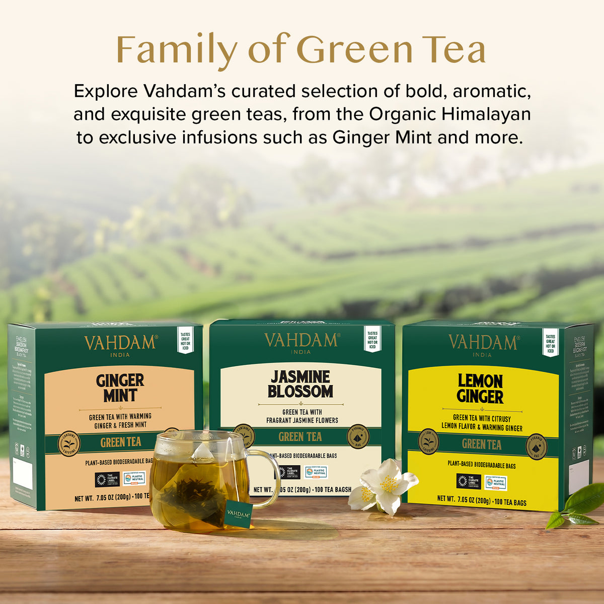 Jasmine Green Tea, 100 Count